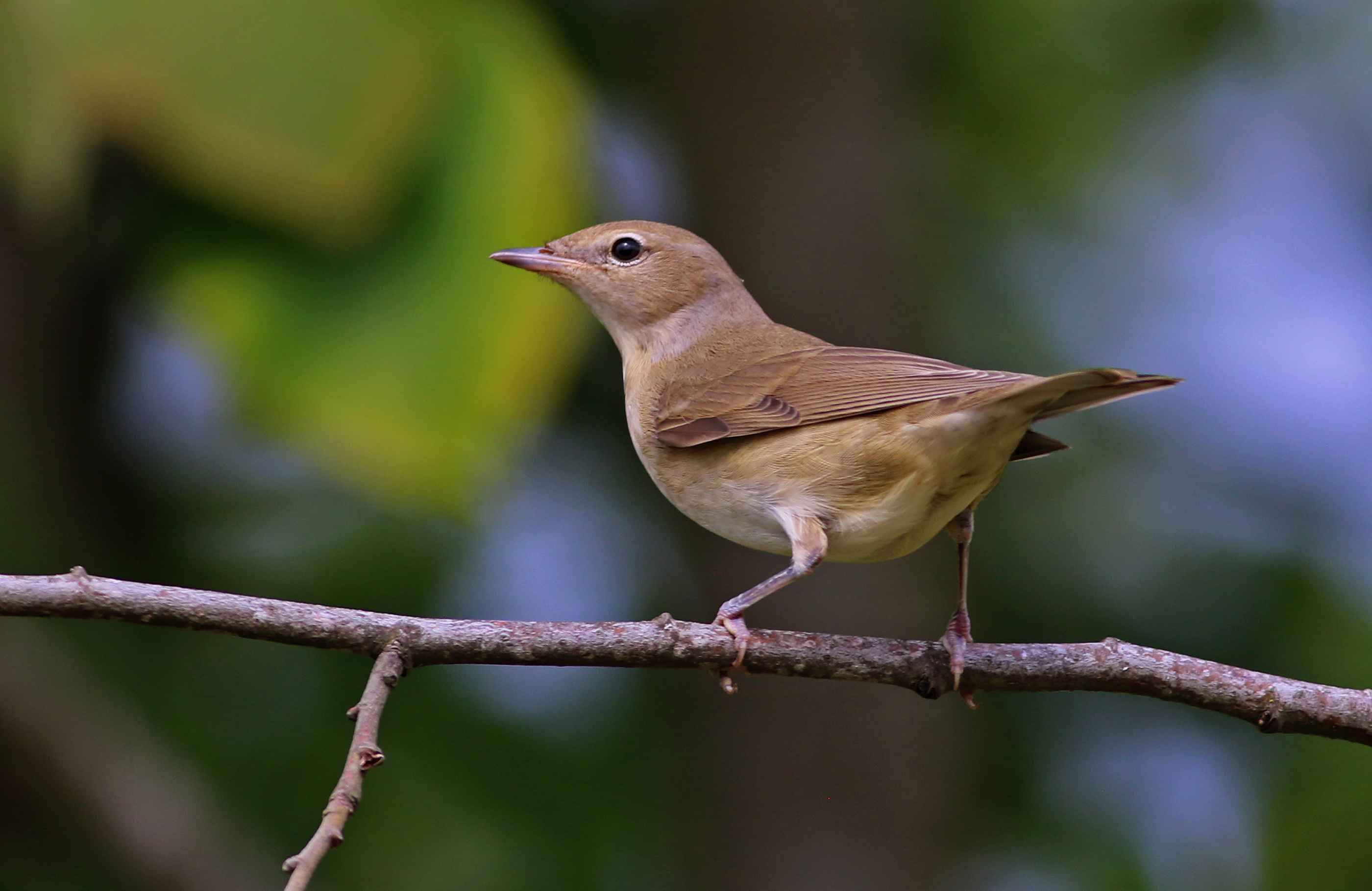 Garden Warbler